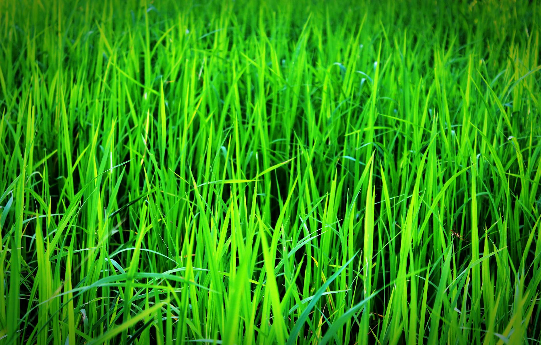 lawn fertilization Penticton