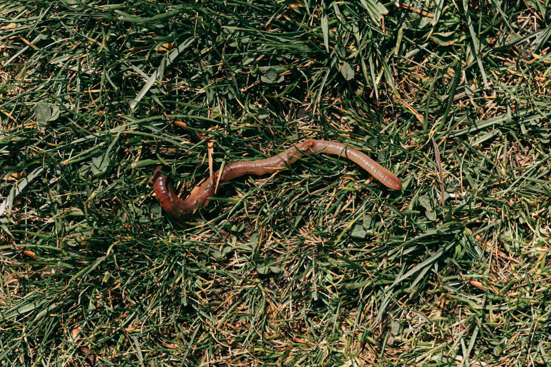 lawn fertilization Penticton