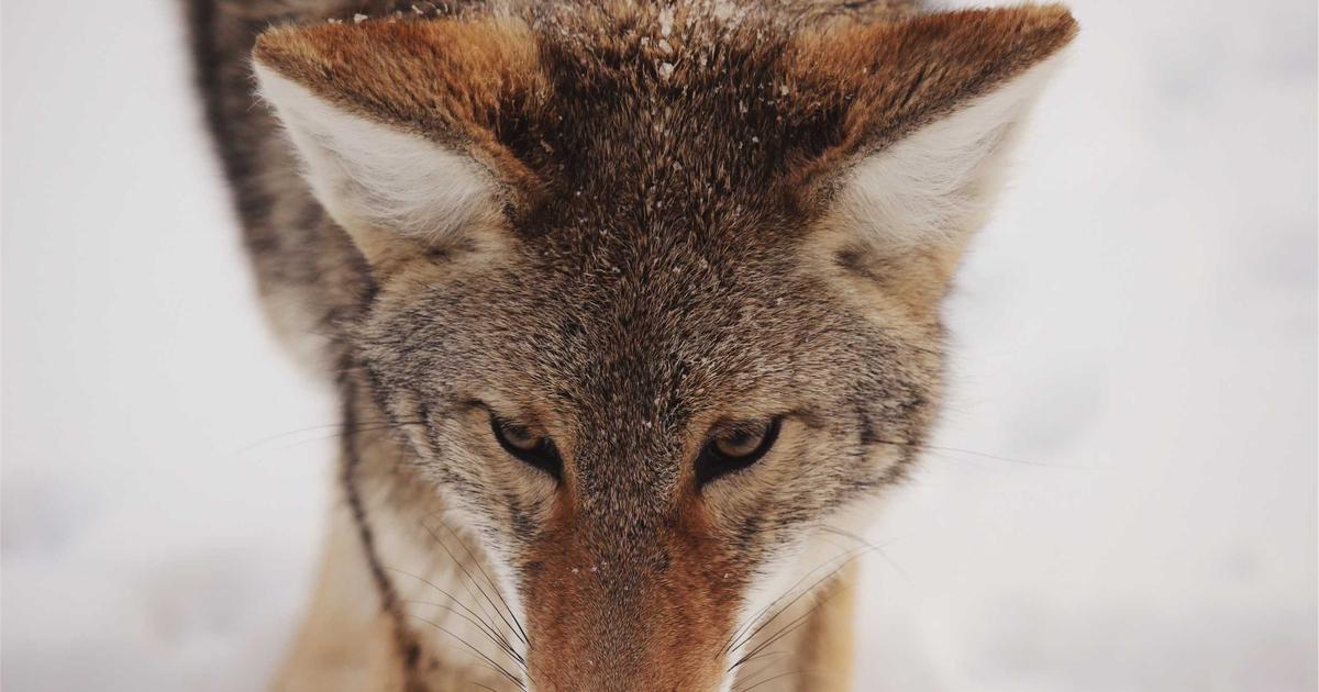 lawn care Osoyoos BC