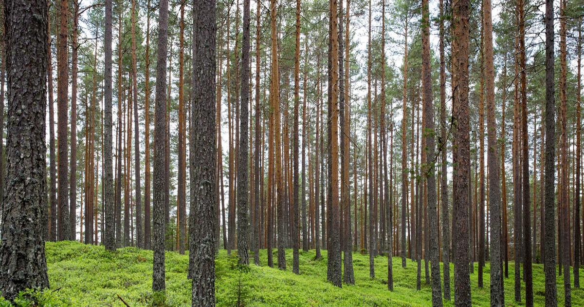 landscaping Peachland BC