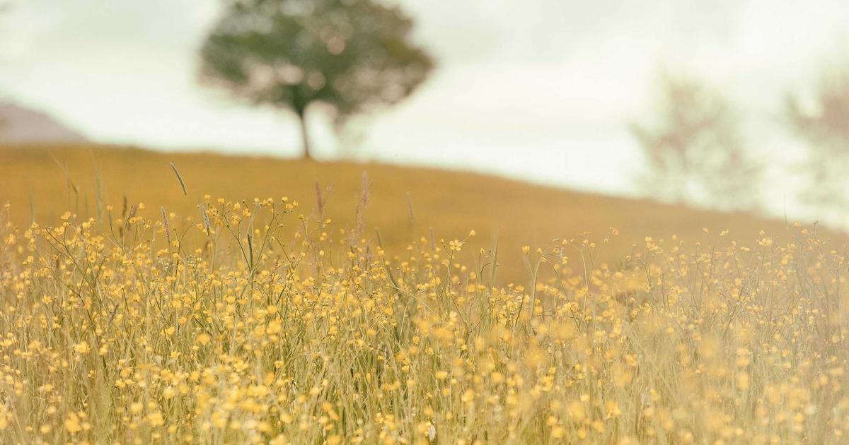 landscaping Summerland BC